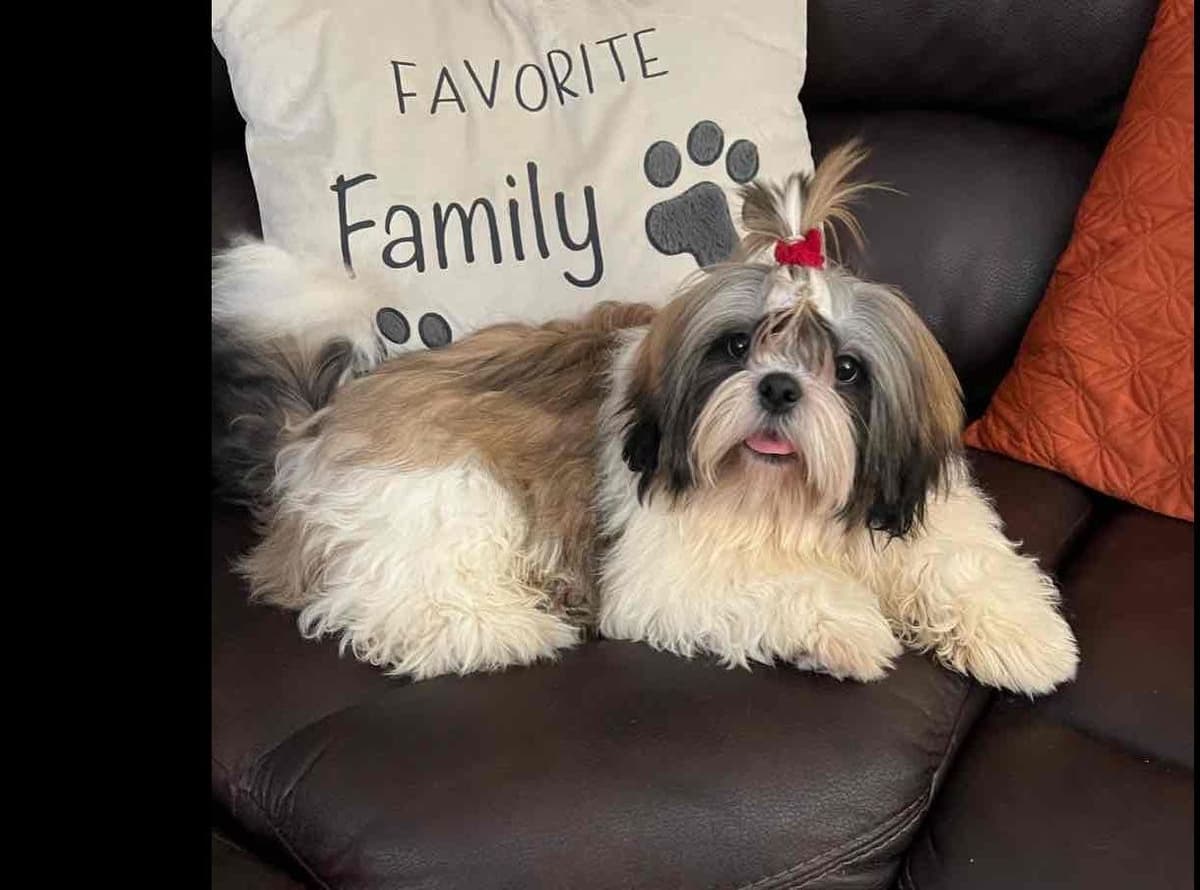 Shih Tzu Puppies breeder image 25