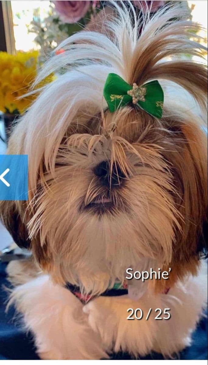 Shih Tzu Puppies breeder image 26