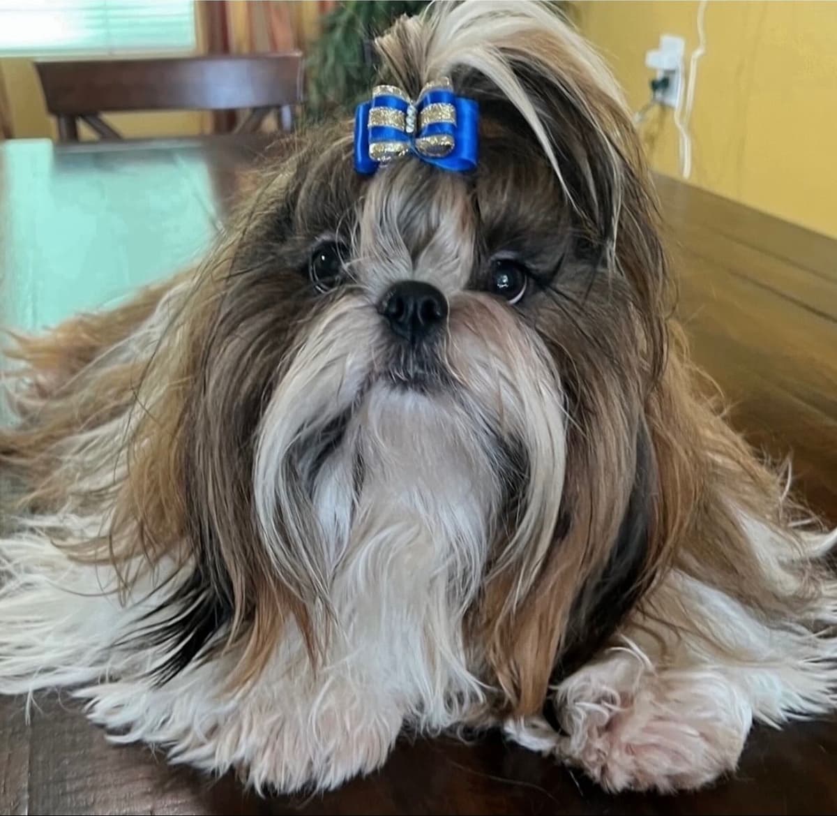 Shih Tzu Puppies breeder image 5