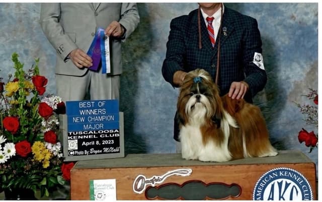Shih Tzu Puppies media 7
