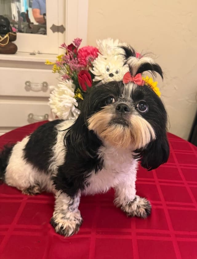 Shih Tzu Puppies media 5