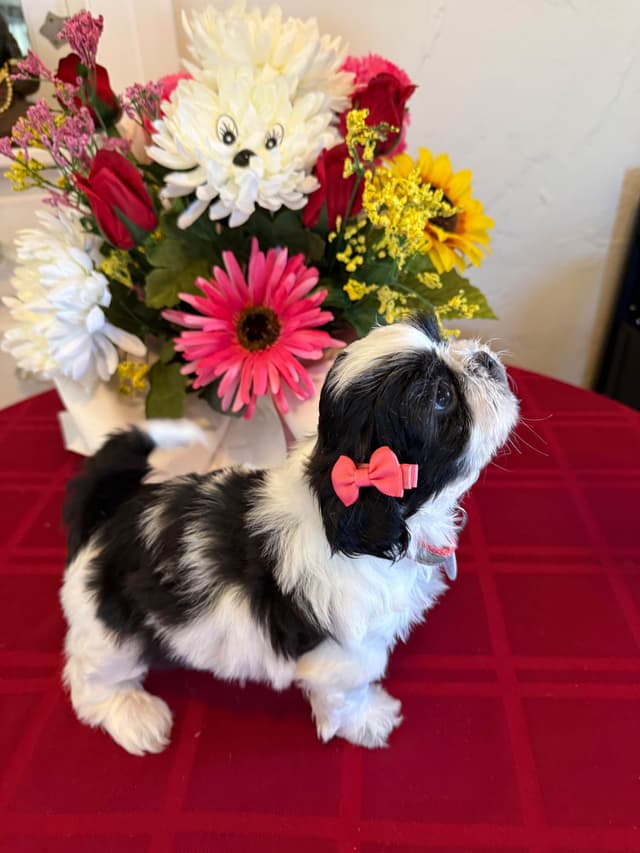 Shih Tzu Puppies media 2