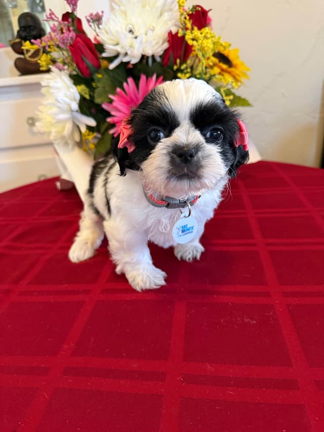 Shih Tzu Puppies media 3