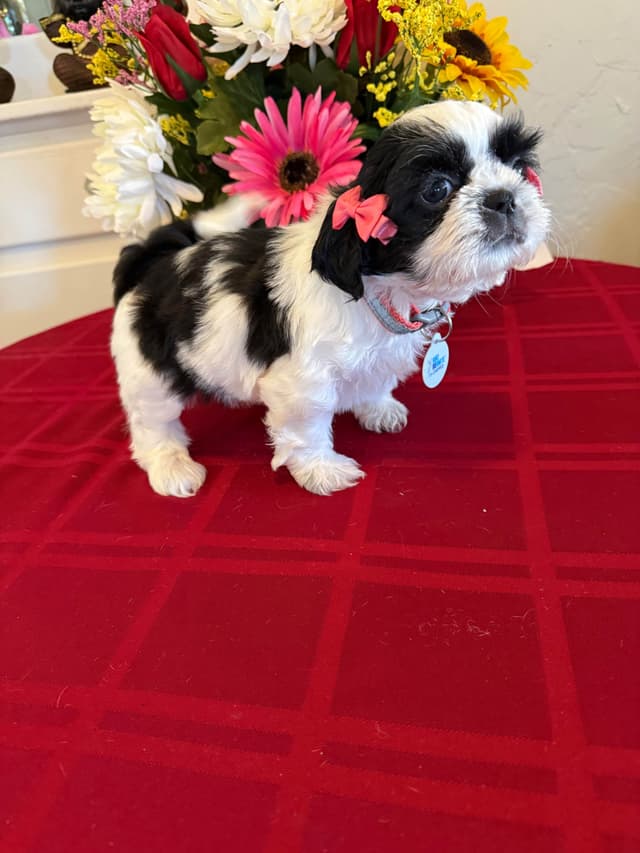 Shih Tzu Puppies media 4