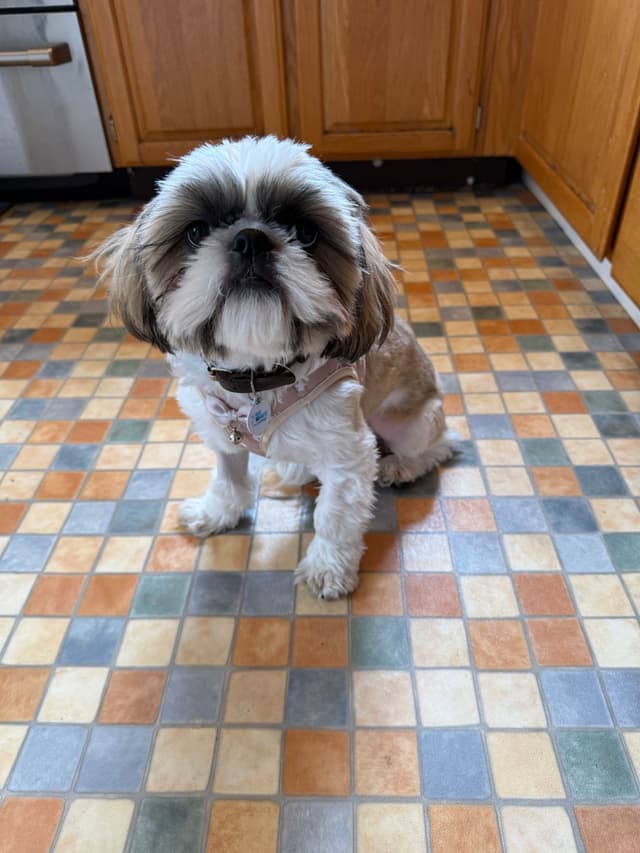 Shih Tzu Puppies media 6