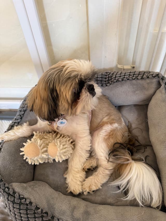 Shih Tzu Puppies media 3