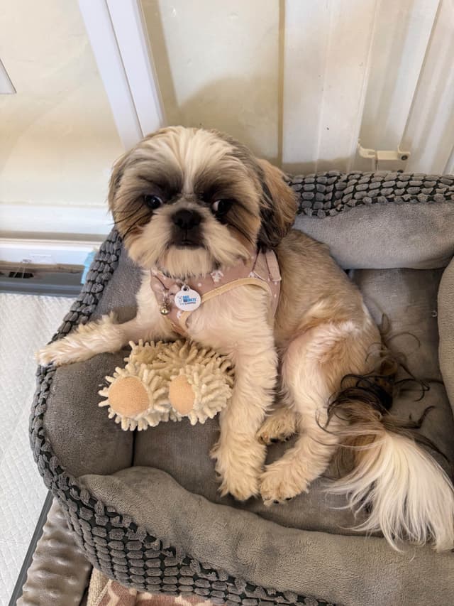 Shih Tzu Puppies media 4