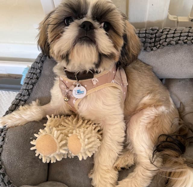 Shih Tzu Puppies media 2