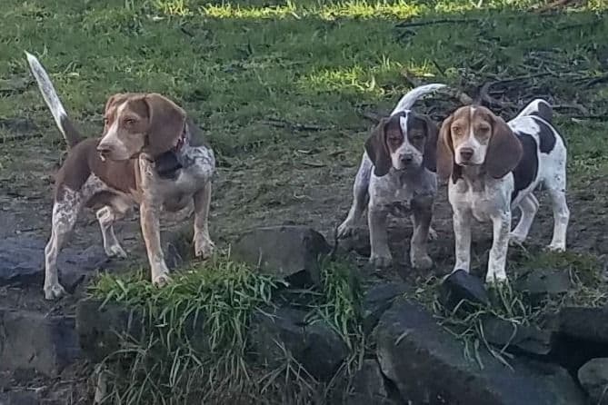 Beagle Puppies breeder image 3