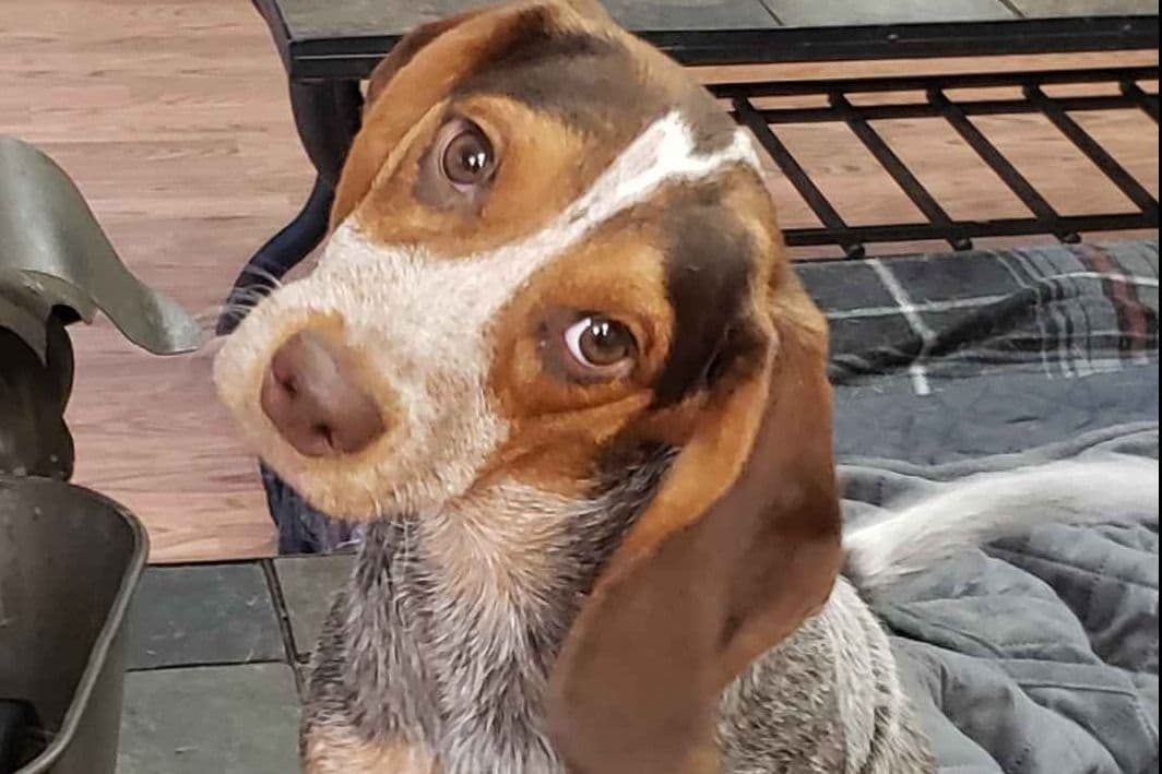 Beagle Puppies breeder image 1