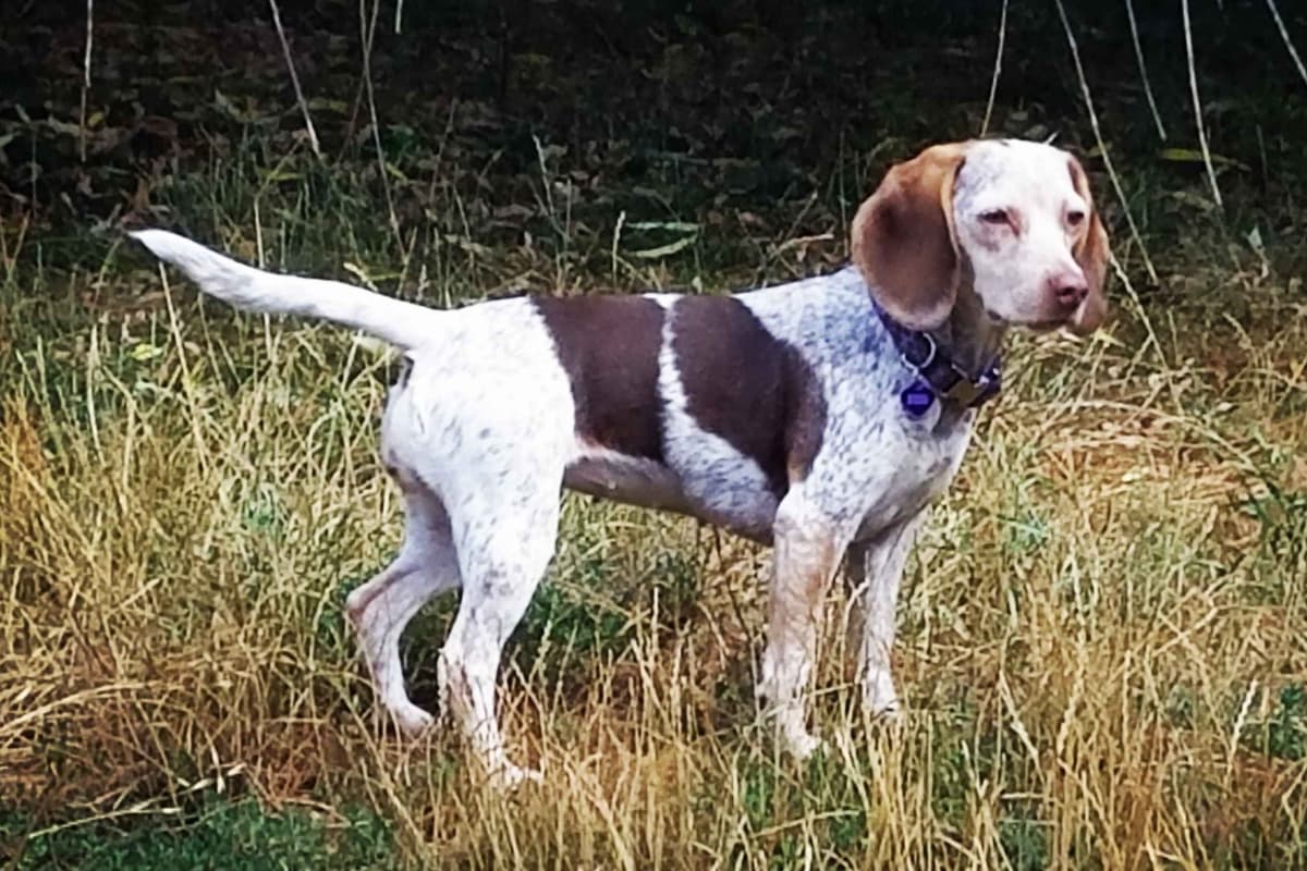 Beagle Puppies breeder image 5