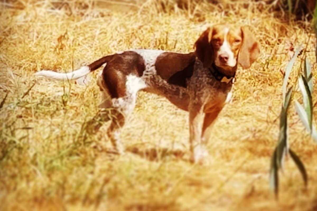 Beagle Puppies breeder image 6