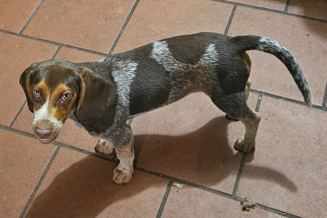 Redtick Beagle puppies media 3