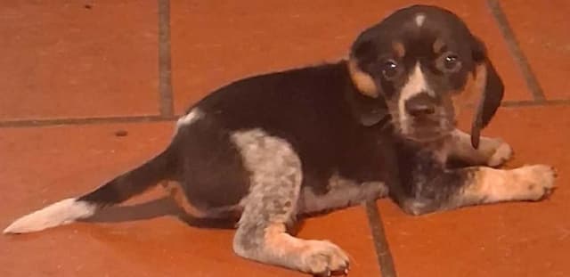Redtick Beagle puppies media 7