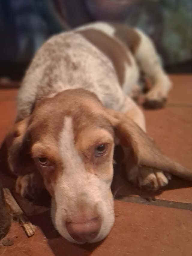 Redtick Beagle puppies media 4