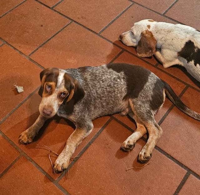 Redtick Beagle puppies media 2