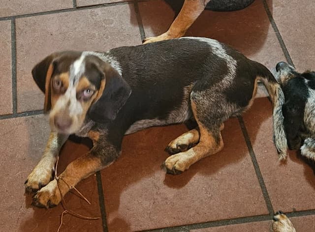 Redtick Beagle puppies media 5