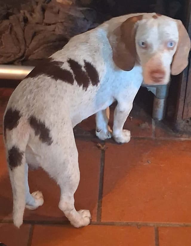 Redtick Beagle puppies media 6
