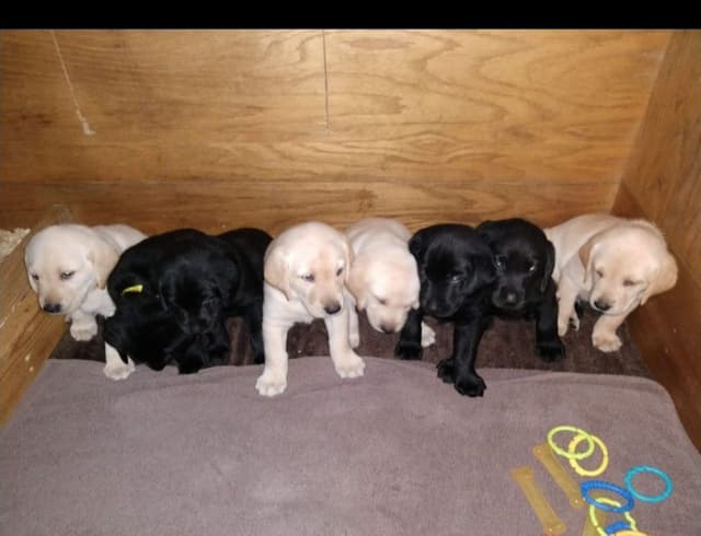 Labrador Retriever Puppies media 2