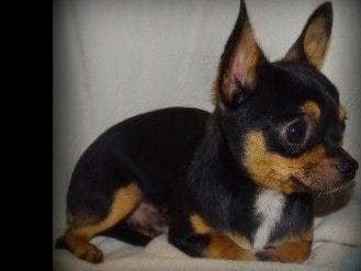 AKC Pug Puppies Health Guaranteed breeder image 1