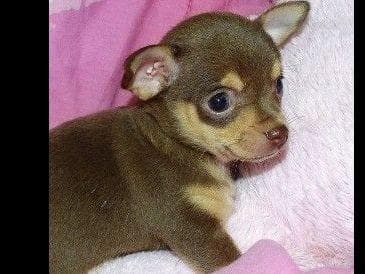 AKC Pug Puppies Health Guaranteed breeder image 2