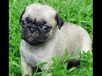 AKC Pug Puppies Health Guaranteed breeder image 3