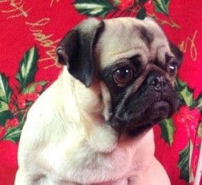 AKC Pug Puppies Health Guaranteed breeder image 5