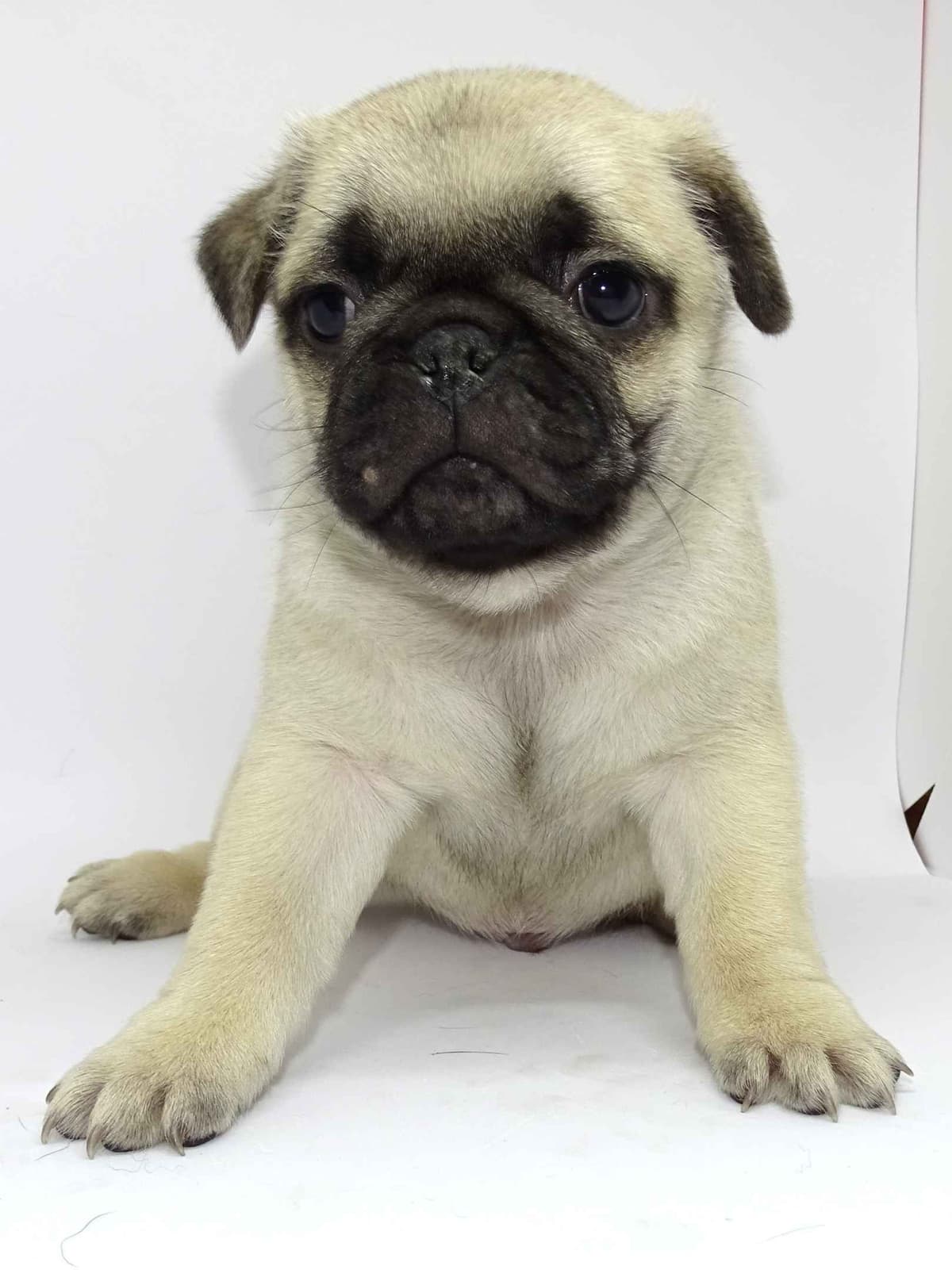 AKC Pug Puppies Health Guaranteed breeder image 9