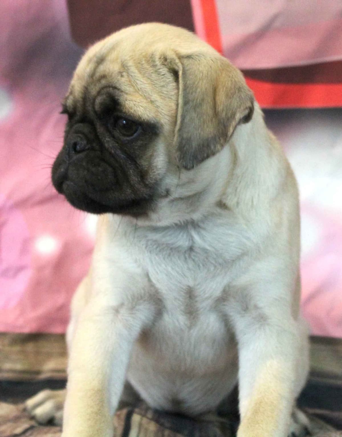 AKC Pug Puppies Health Guaranteed breeder image 10