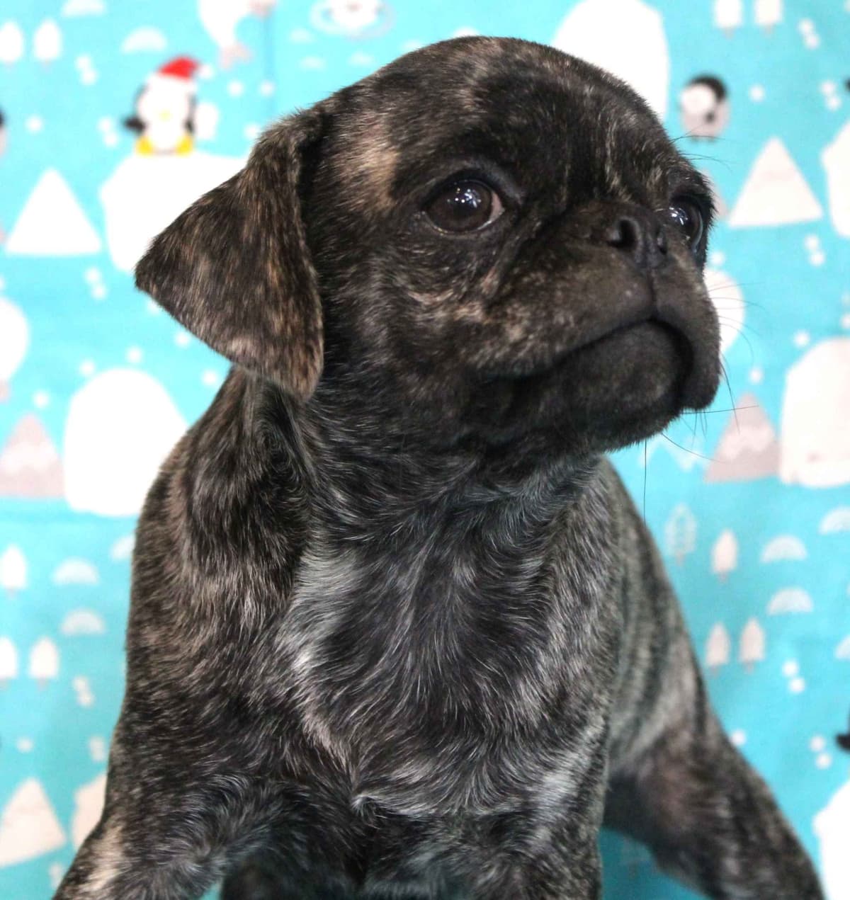 AKC Pug Puppies Health Guaranteed breeder image 12
