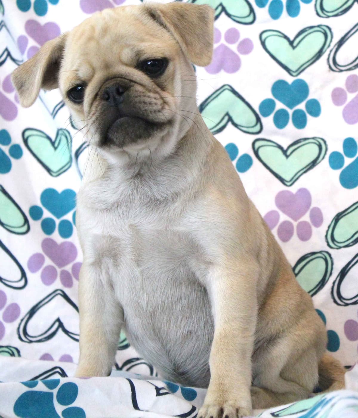 AKC Pug Puppies Health Guaranteed breeder image 14