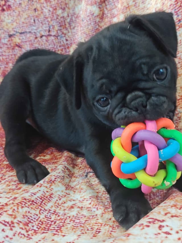 AKC Pug Puppies Health Guaranteed media 2