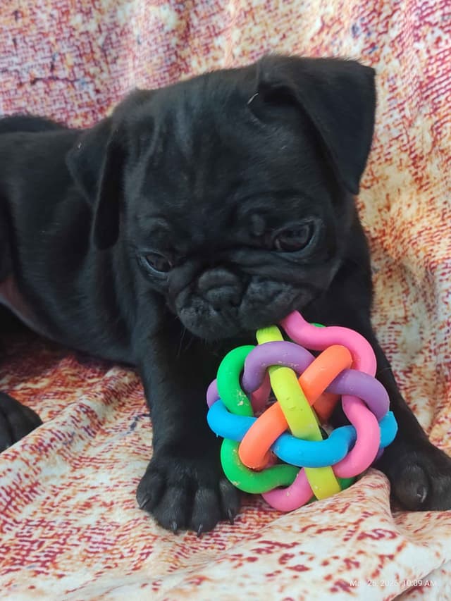AKC Pug Puppies Health Guaranteed media 3