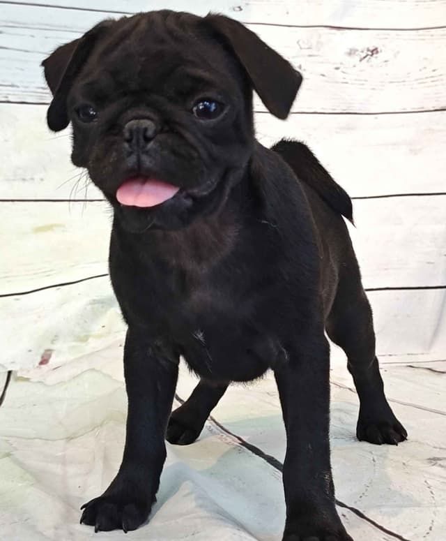 AKC Pug Puppies Health Guaranteed media 4