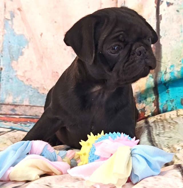 AKC Pug Puppies Health Guaranteed media 5