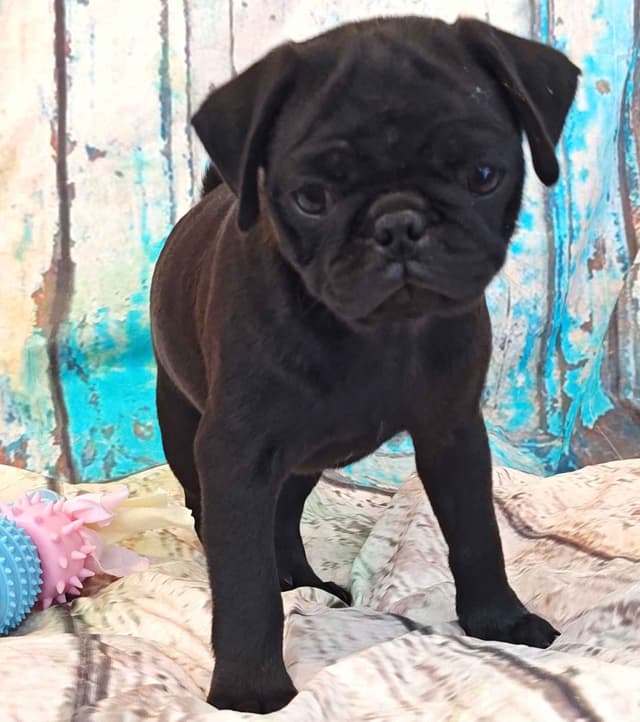 AKC Pug Puppies Health Guaranteed media 6