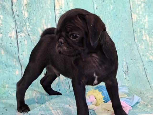 AKC Pug Puppies Health Guaranteed media 7