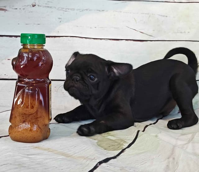 AKC Pug Puppies Health Guaranteed media 9