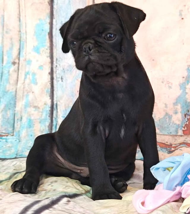 AKC Pug Puppies Health Guaranteed media 8