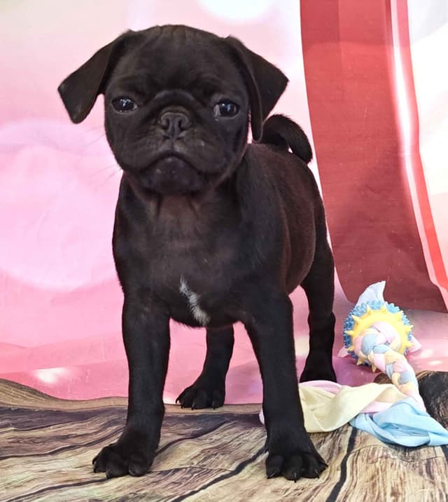 AKC Pug Puppies Health Guaranteed media 11