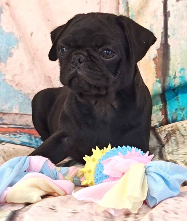 AKC Pug Puppies Health Guaranteed media 10