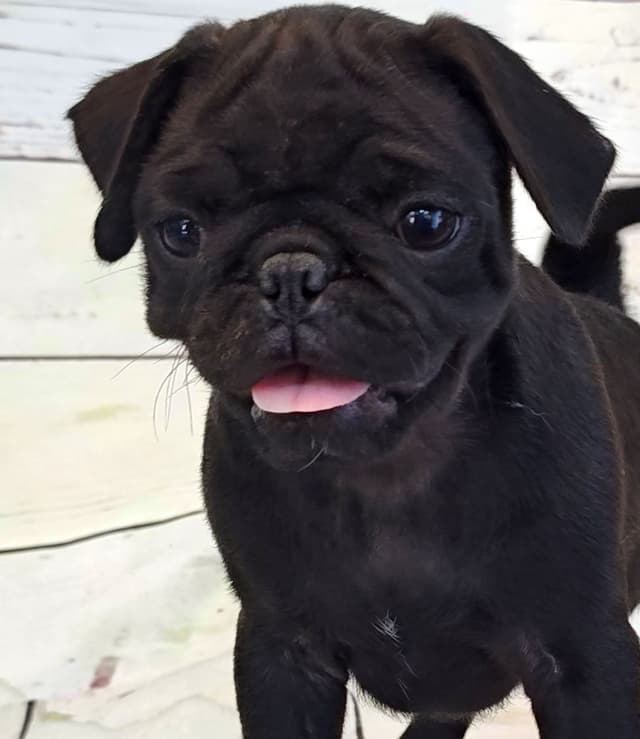 AKC Pug Puppies Health Guaranteed media 12