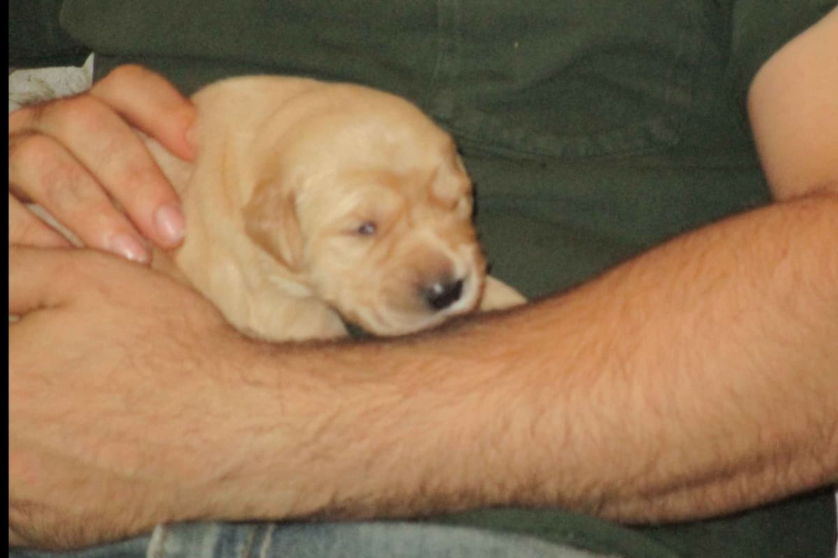 Golden Retriever Puppies breeder image 3