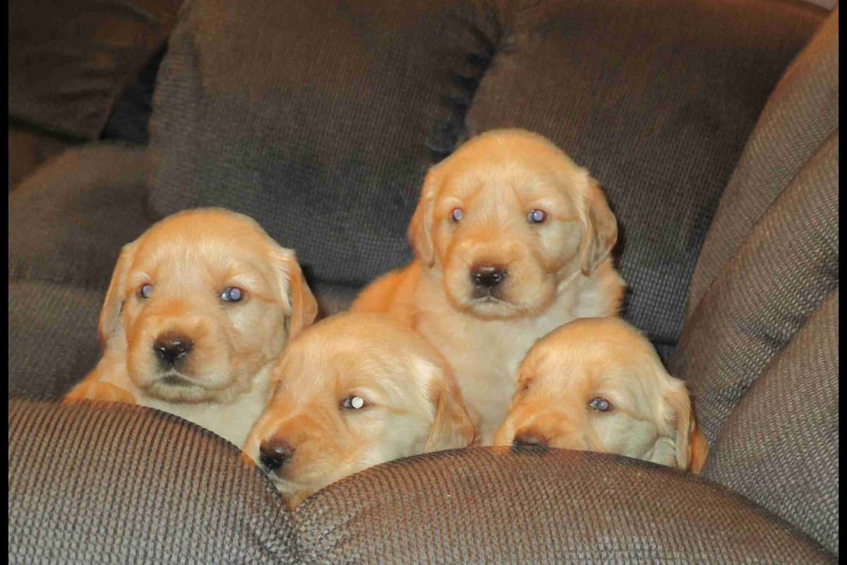Golden Retriever Puppies breeder image 1