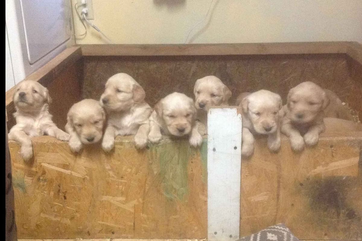 Golden Retriever Puppies breeder image 4