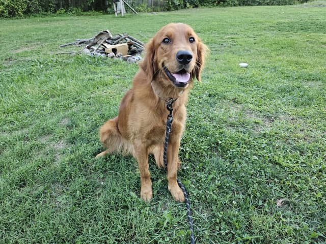 Golden Retriever Puppies media 2