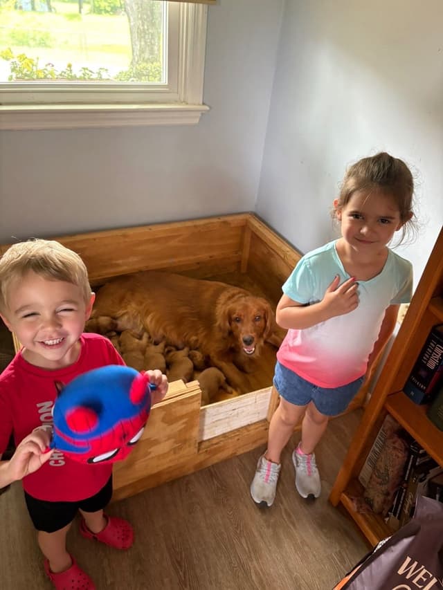Golden Retriever Puppies media 5