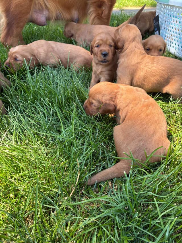 Golden Retriever Puppies media 9