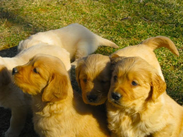 Golden Retriever Puppies media 10