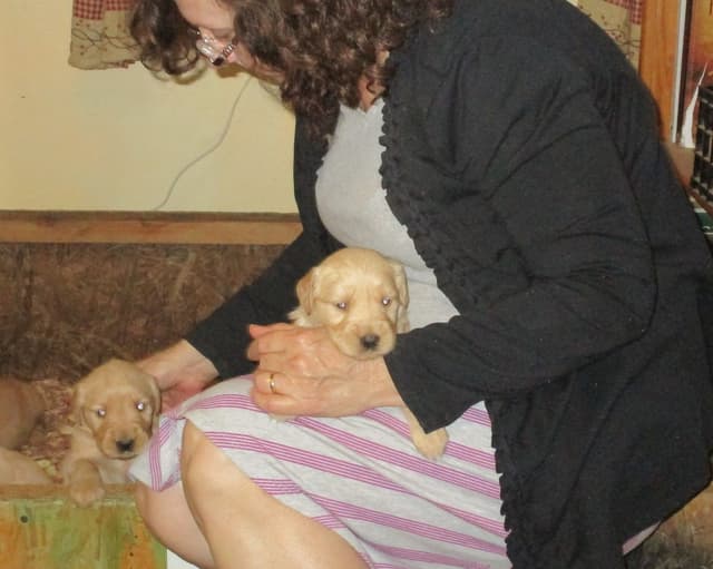 Golden Retriever Puppies media 11